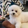 Rock's profile picture