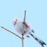 Profilbild von 長い声の息子