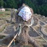水瓶如月 profil fotoğrafı