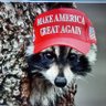 MAGARaccoon 的头像