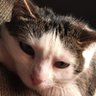 TheSheaKitten's profile picture