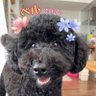 トイプー♡ベル♡ profil fotoğrafı