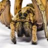 Profilbild von Spidergod99