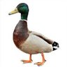 Profilbild von Just a duck