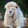 white lion profil fotoğrafı