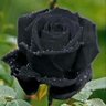 Фото профиля Mara Cops