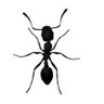 ant profil fotoğrafı