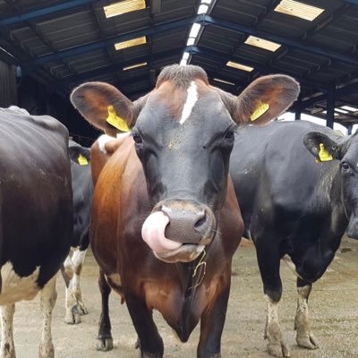 muirtwit's profile picture