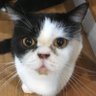 Honey's profile picture