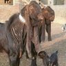 damar nyawiji profil fotoğrafı