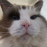 まひろ profil fotoğrafı