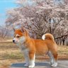 李雷和韩梅梅 的头像