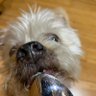 Poppy's profile picture