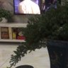 dongbeoren 的头像