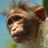 bobbo the monkey prince profil fotoğrafı