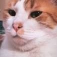 gatitos gorditos's profile picture