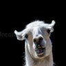 Ricardo Solhas profil fotoğrafı