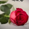 الورد الجوري's profile picture