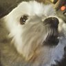 Scooter's profile picture