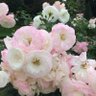 Фото профиля Rose Lafée