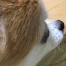 ぴりか 的头像