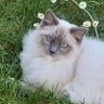 Alain 6 profil fotoğrafı