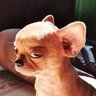 Diego Ferds.'s profile picture