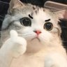 星辰之眼 profil fotoğrafı