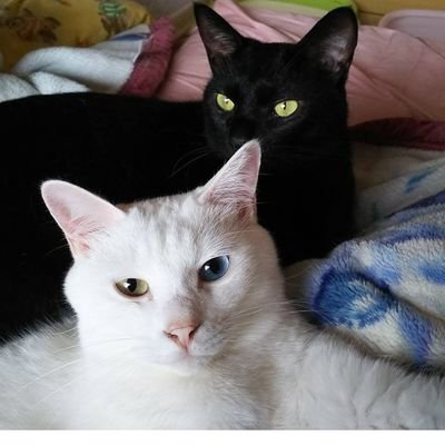 Juran 保護猫17匹、医療費捻出の為手作りグッズ販売中。リクエストお待ちしてます's profile picture