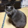 ぐれちょ 的头像