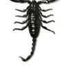 Фото профиля Scorpion Sting