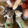 Baa Ram Ewe 🏴󠁧󠁢󠁷󠁬󠁳󠁿🐑🐷🦃🚜 的头像
