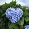 Kholoud M A's profile picture
