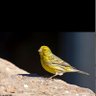Фото профиля canarioenjaula🇮🇨🕊️🇺🇦