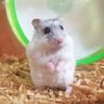 Фото профиля 琴🐹🍀