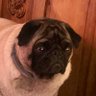 PugNat's profile picture
