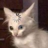 Profilbild von yam茶