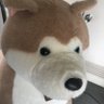 Profilbild von かいと