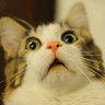 Confused daron 的头像