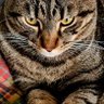 Profilbild von Carole Fripouille