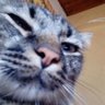 Profilbild von lips
