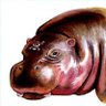 Фото профиля HippoC