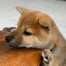 Фото профиля あ や の 🦩 5/31美学参戦