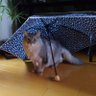 ねこもも profil fotoğrafı