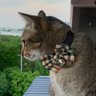 Profilbild von คุณสมยศเป็นแมว🐈ที่มีเราเป็นทาส