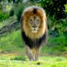 El Llanero Solitario's profile picture