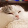 ぷりん's profile picture