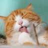 ネコチャン profil fotoğrafı