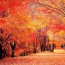 ヤンキース profil fotoğrafı