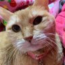 まりdai☆🐾😺 的头像